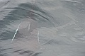 Alaska Wildlife-68